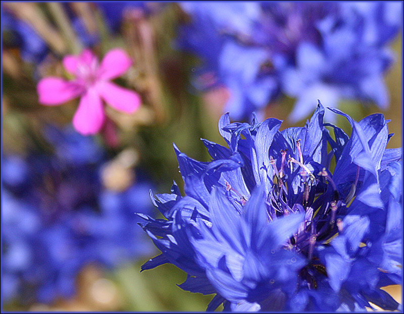 photo "Autumn tune - blues" tags: nature, flowers