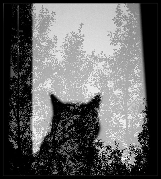 photo "Shadow" tags: portrait, nature, pets/farm animals