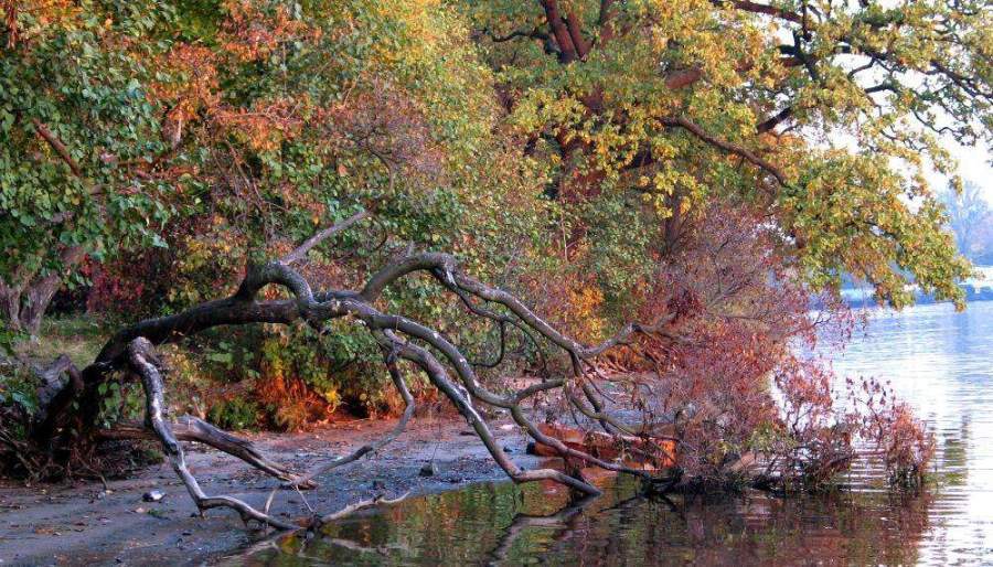 photo "Snag" tags: landscape, autumn