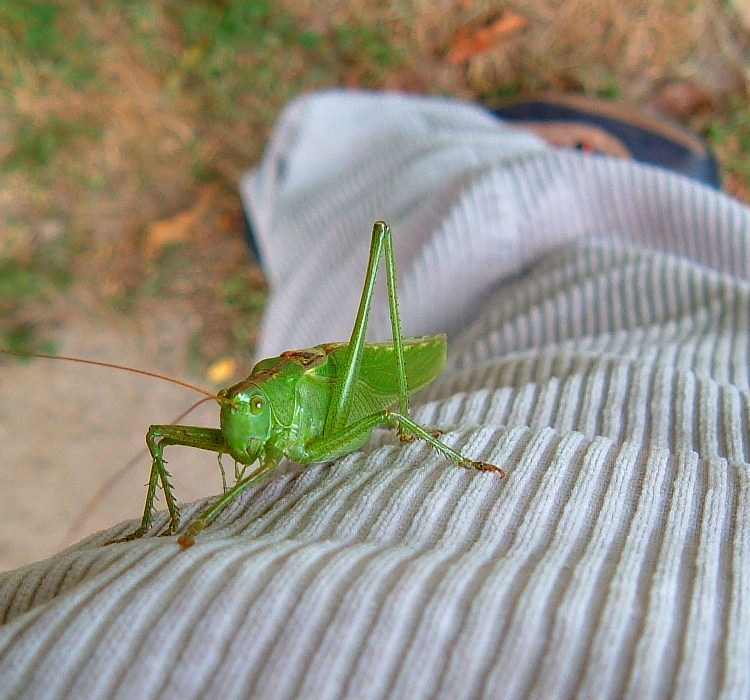фото "Green Invasion" метки: макро и крупный план, природа, насекомое