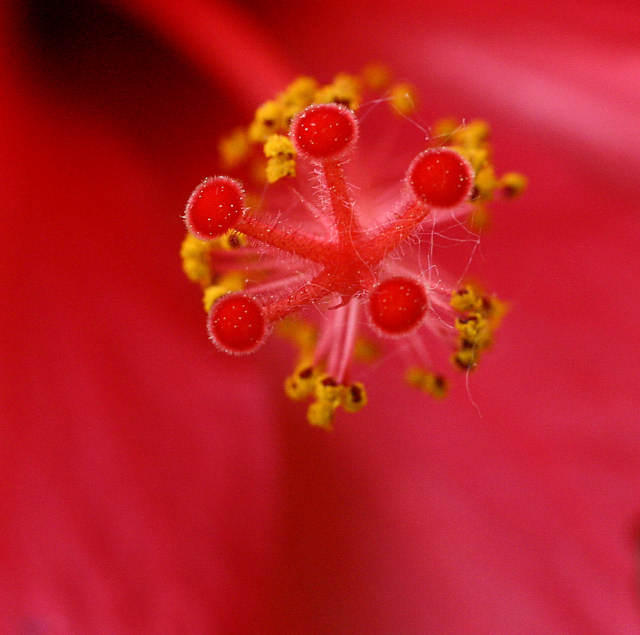 photo "Hibiscus heart" tags: macro and close-up, nature, flowers