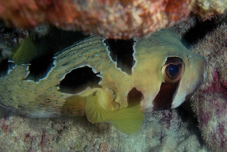 photo "The Porcupinefish. The humanlike look..." tags: underwater, nature, wild animals