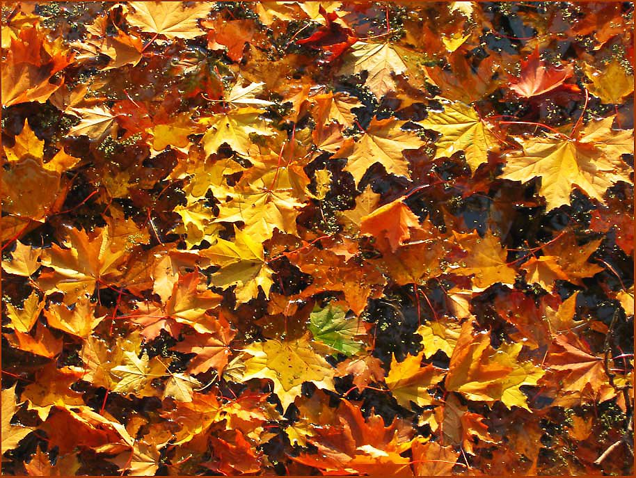 photo "A question of time" tags: landscape, nature, autumn