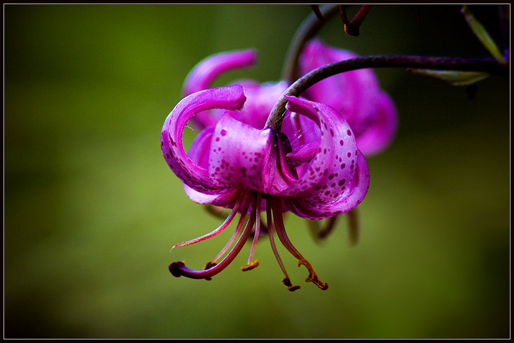 photo "A Vampire" tags: nature, macro and close-up, flowers