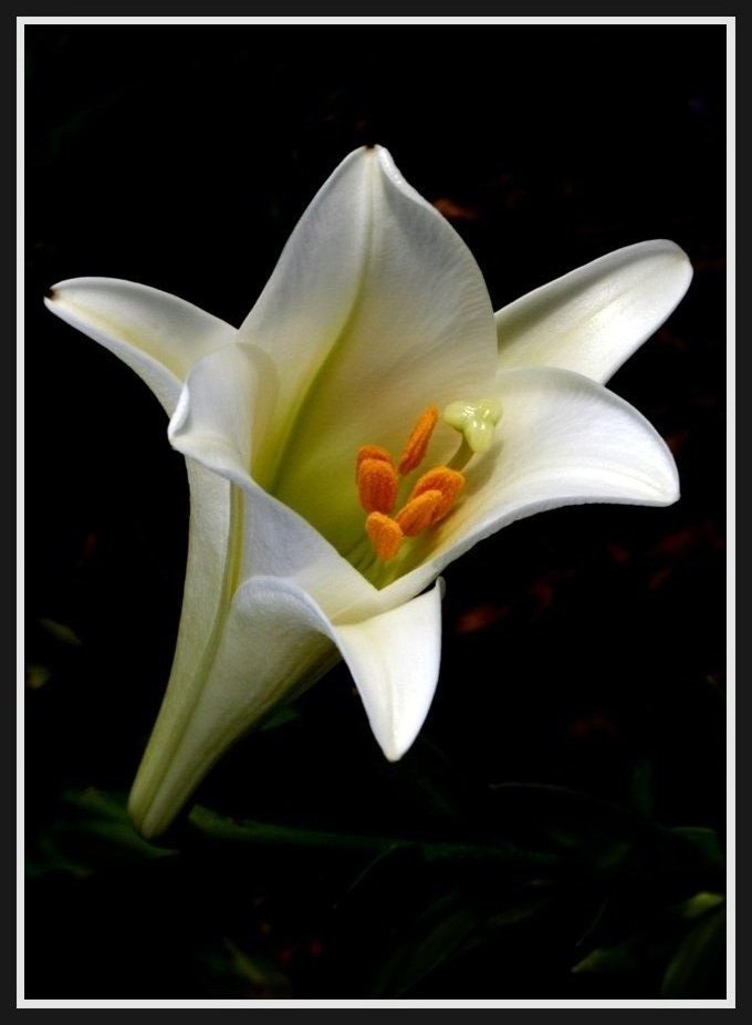 photo "***" tags: macro and close-up, nature, flowers