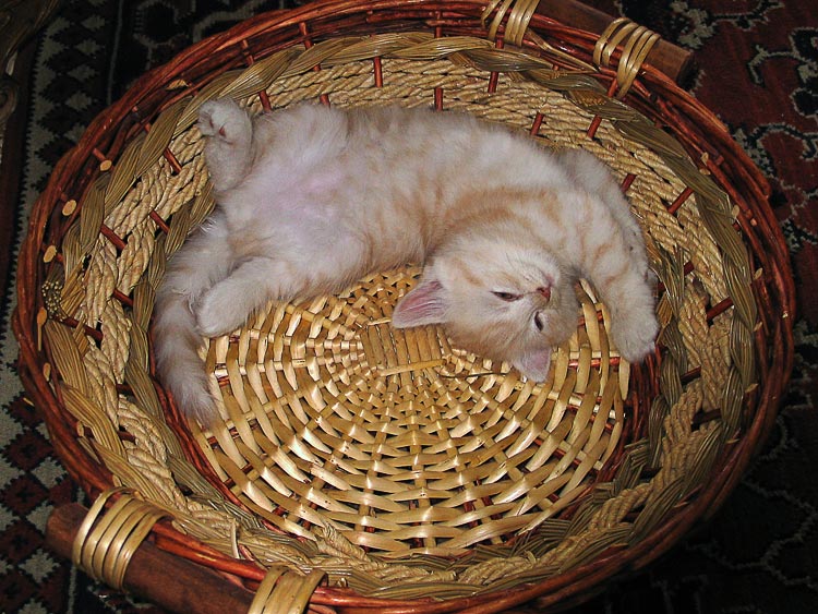 photo "cat's child" tags: nature, genre, pets/farm animals