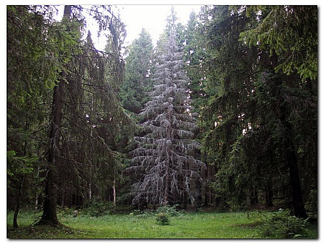 photo "Old gray-haired fur-tree" tags: landscape, nature, flowers, forest