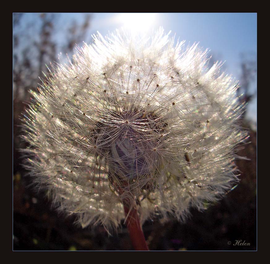 photo "Autumn blowball" tags: macro and close-up, 