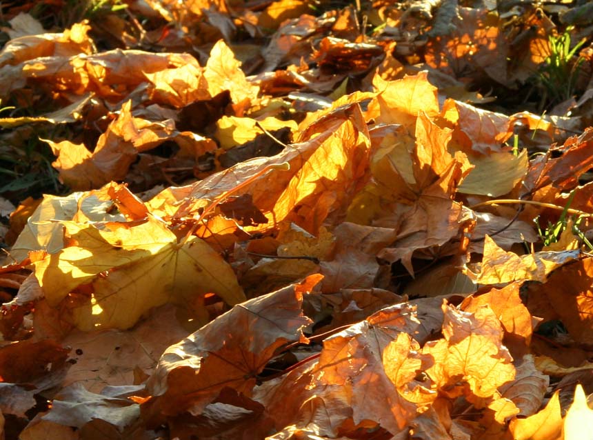 photo "Colors of autumn" tags: landscape, autumn