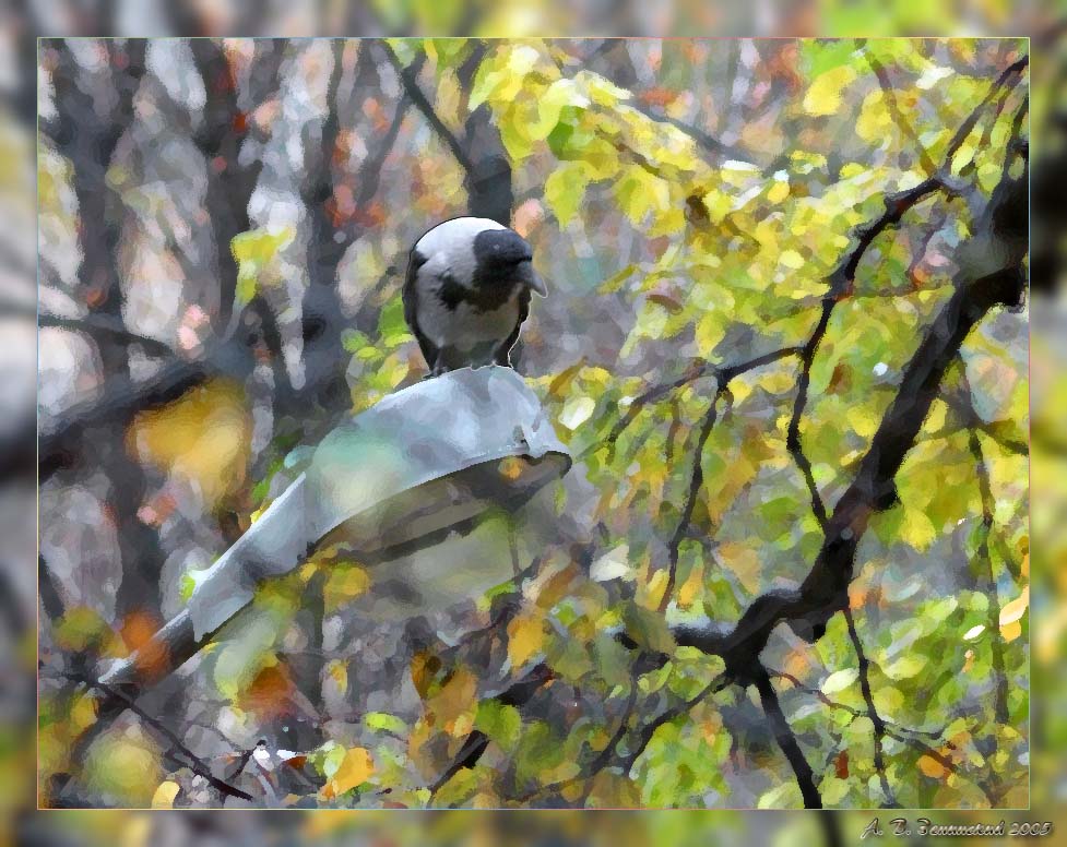 photo "Raven in autumn park..." tags: nature, misc., 