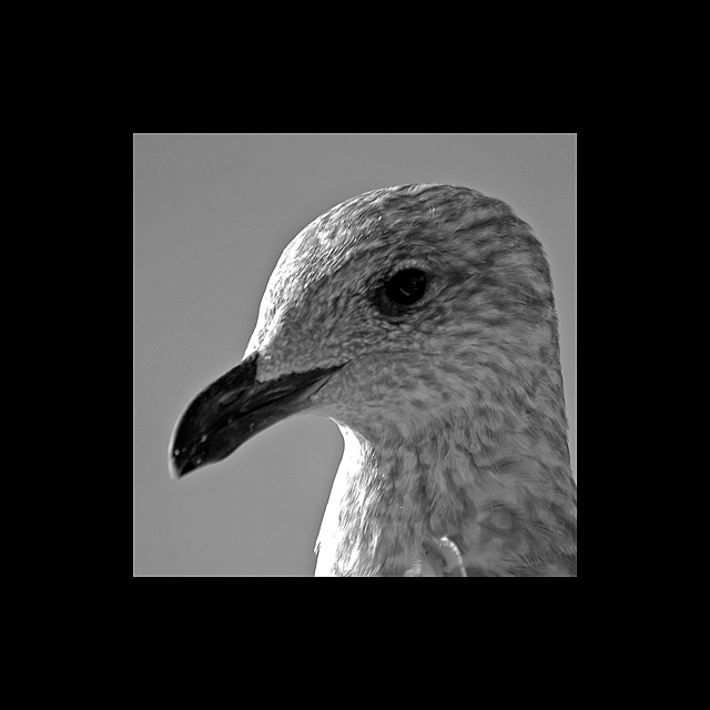 photo "Untitled photo" tags: black&white, nature, wild animals
