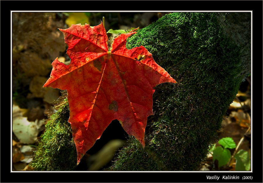 photo "Has come off" tags: landscape, autumn