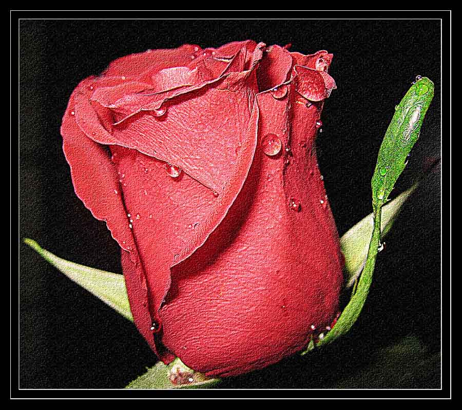 фото "***" метки: природа, цветы