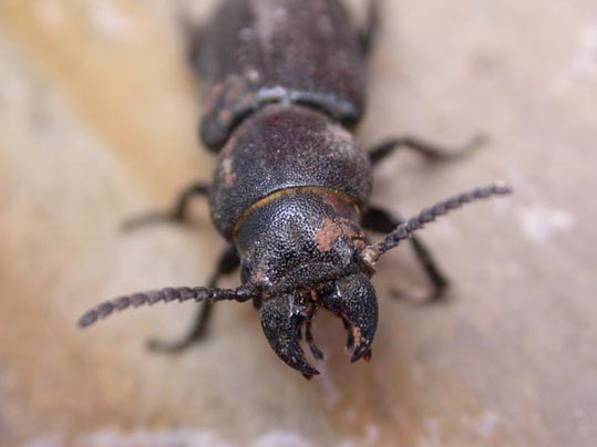 photo "jaws" tags: macro and close-up, nature, insect