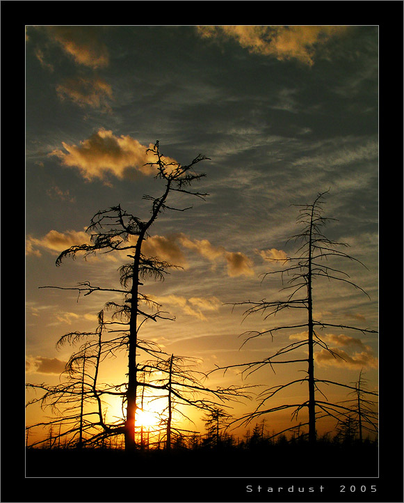 photo "Gilding of Heaven" tags: landscape, forest, sunset