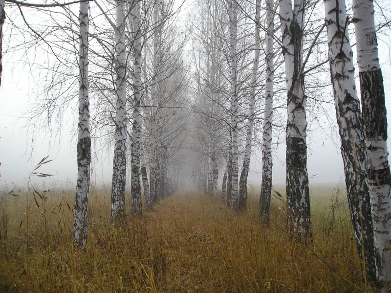 photo "||" tags: landscape, autumn, forest