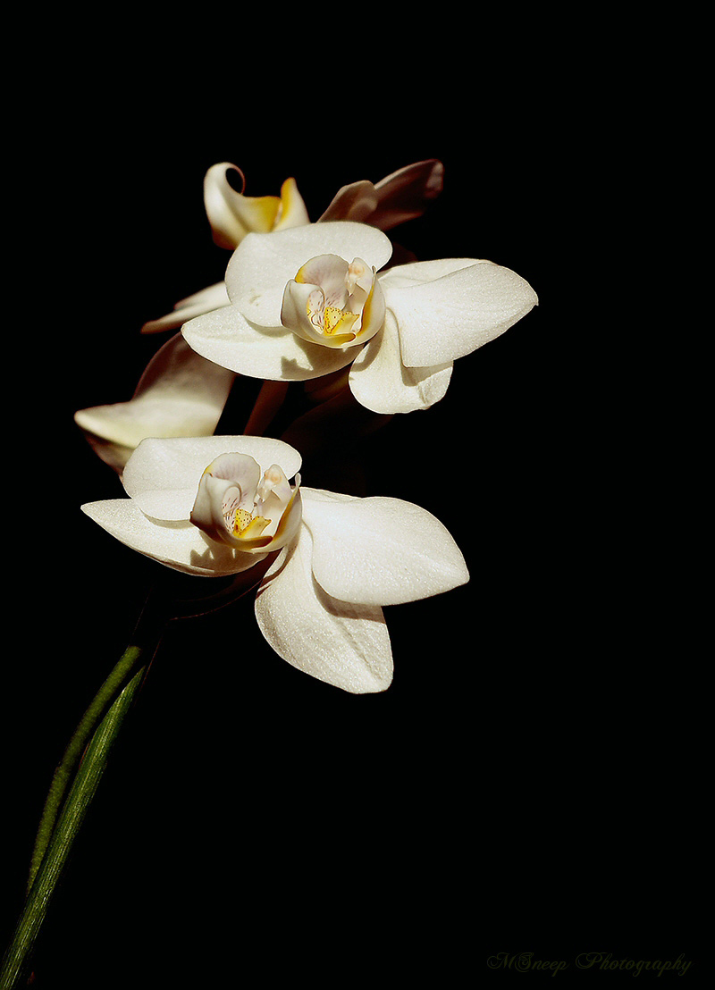 photo "Orchid" tags: nature, still life, flowers