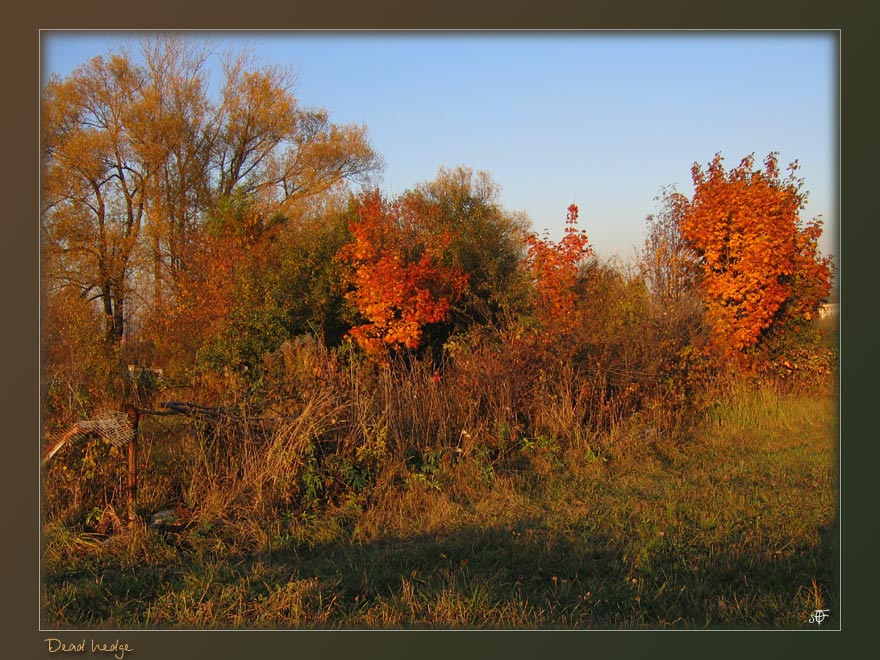 photo "Dead hedge" tags: landscape, autumn