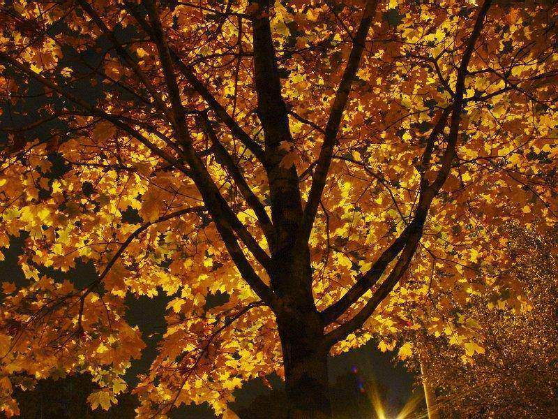 photo "... Night.. Autumn... Electric light" tags: landscape, night