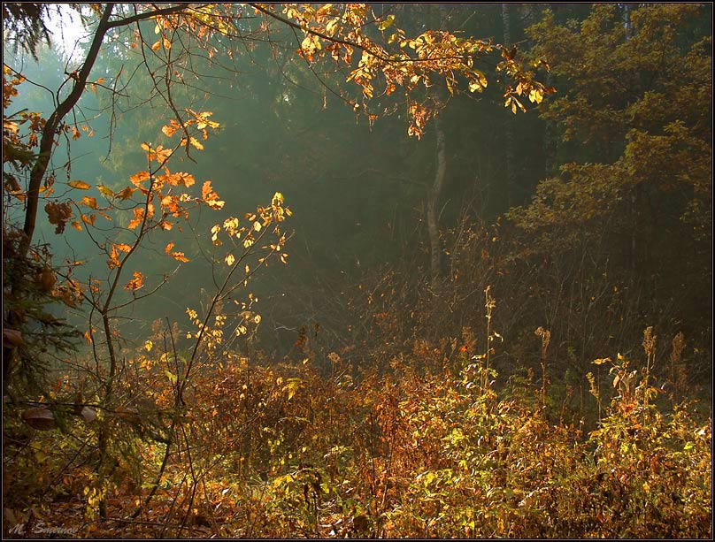 photo "Not striking October." tags: landscape, autumn, forest