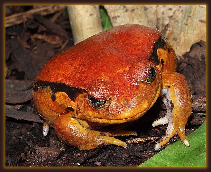 photo "Frightens..." tags: nature, macro and close-up, wild animals