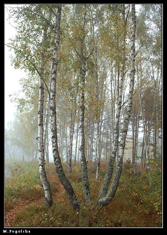 photo "^" tags: landscape, autumn, forest