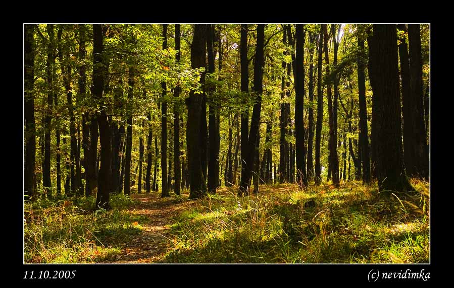 photo "***" tags: nature, landscape, forest