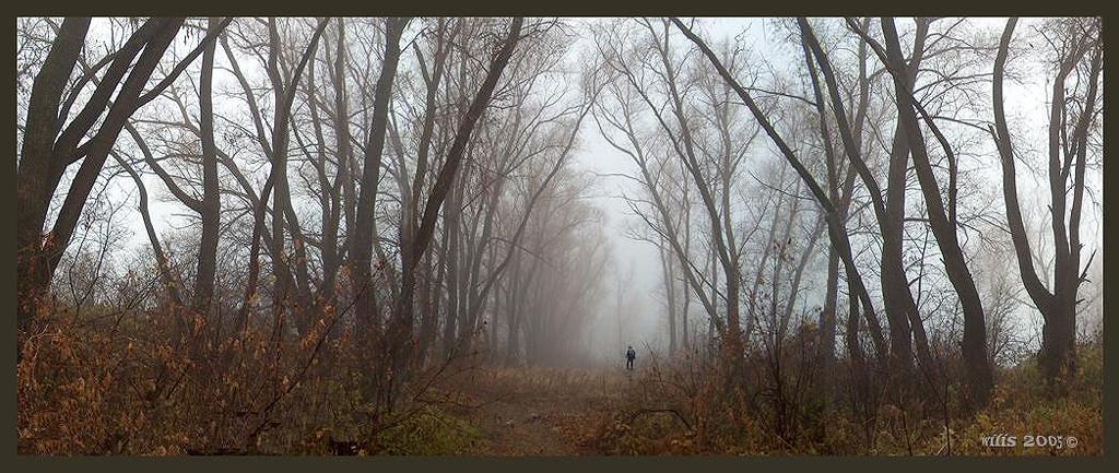 photo "****" tags: landscape, autumn, forest