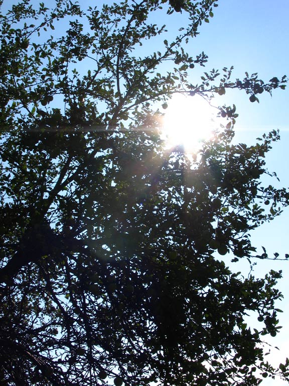 photo "Sun plays with tree" tags: nature, landscape, flowers