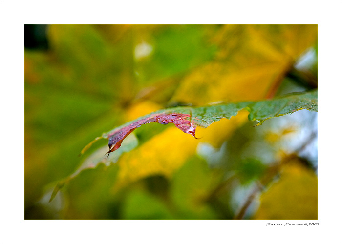 фото "Осенняя" метки: природа, цветы