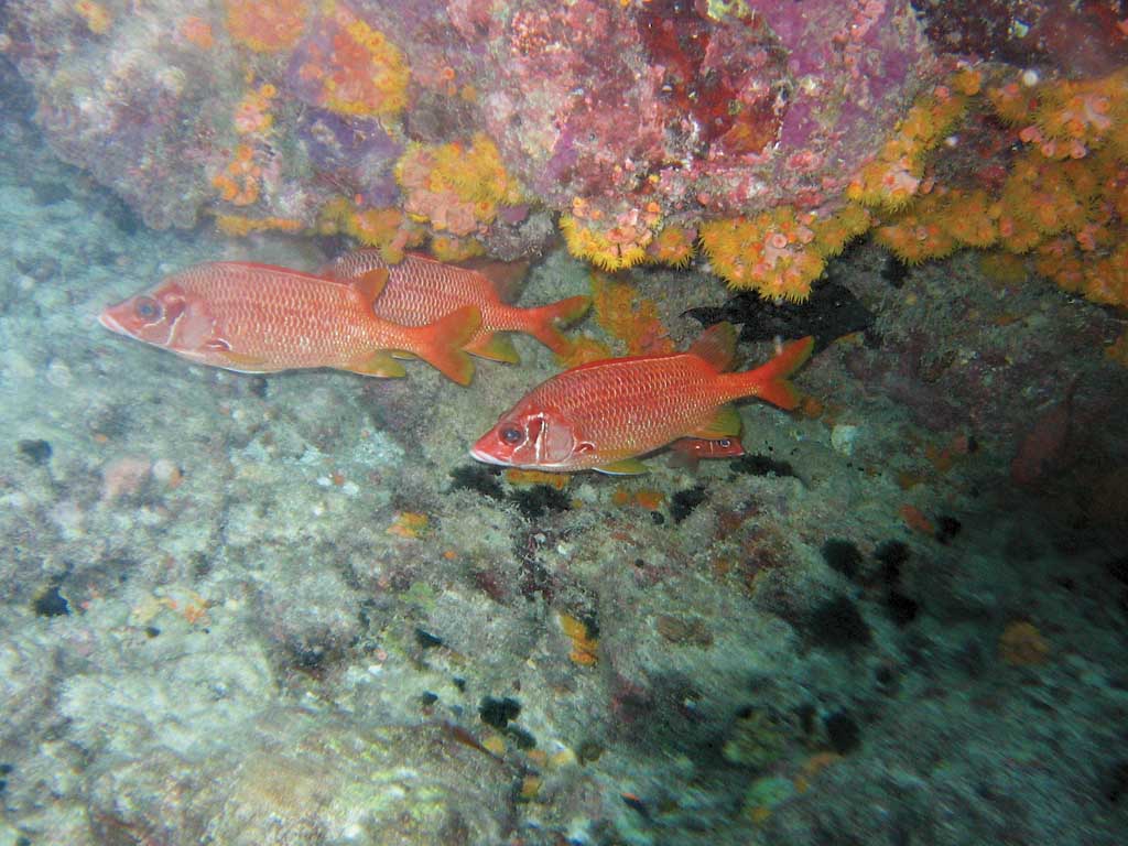 photo "Soldats" tags: underwater, nature, wild animals