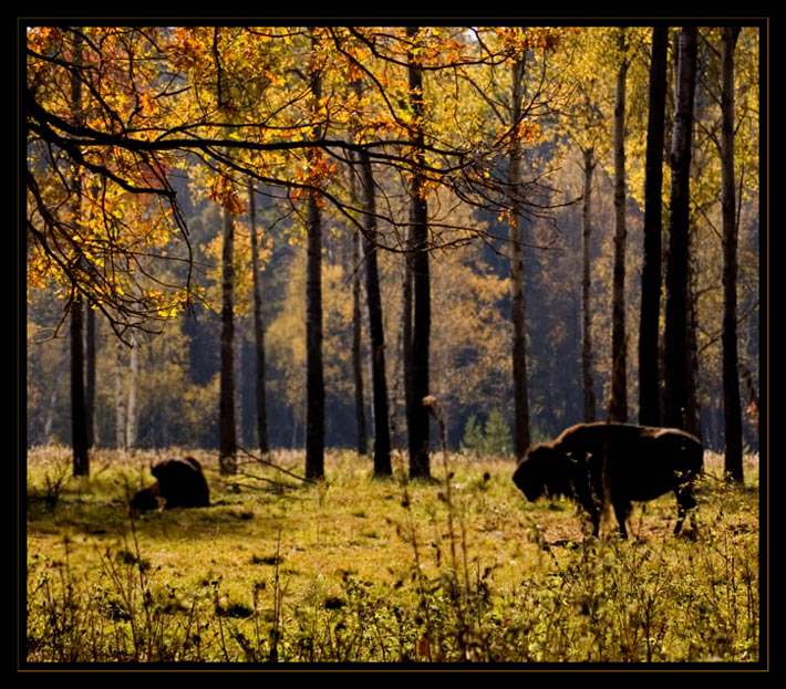 photo "autumn. bisons enjoy themself..." tags: landscape, nature, autumn, wild animals