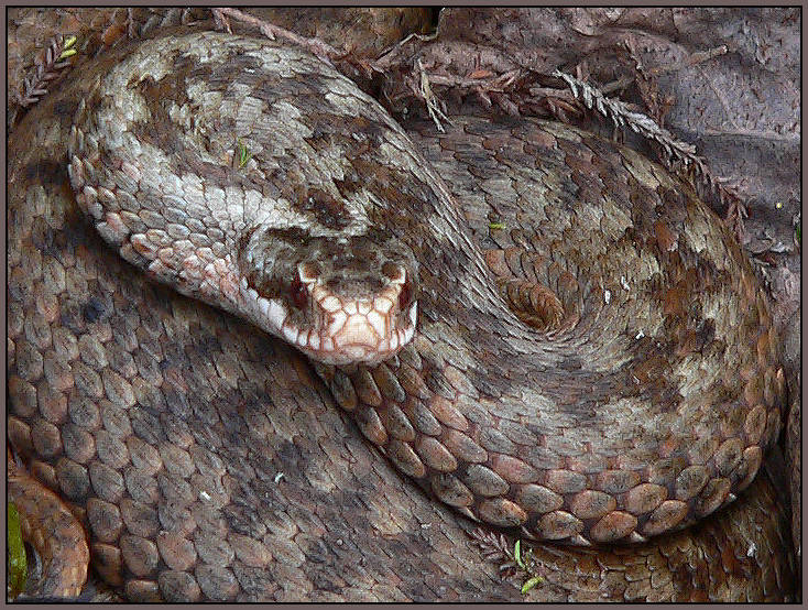 photo "The snake" tags: nature, macro and close-up, wild animals