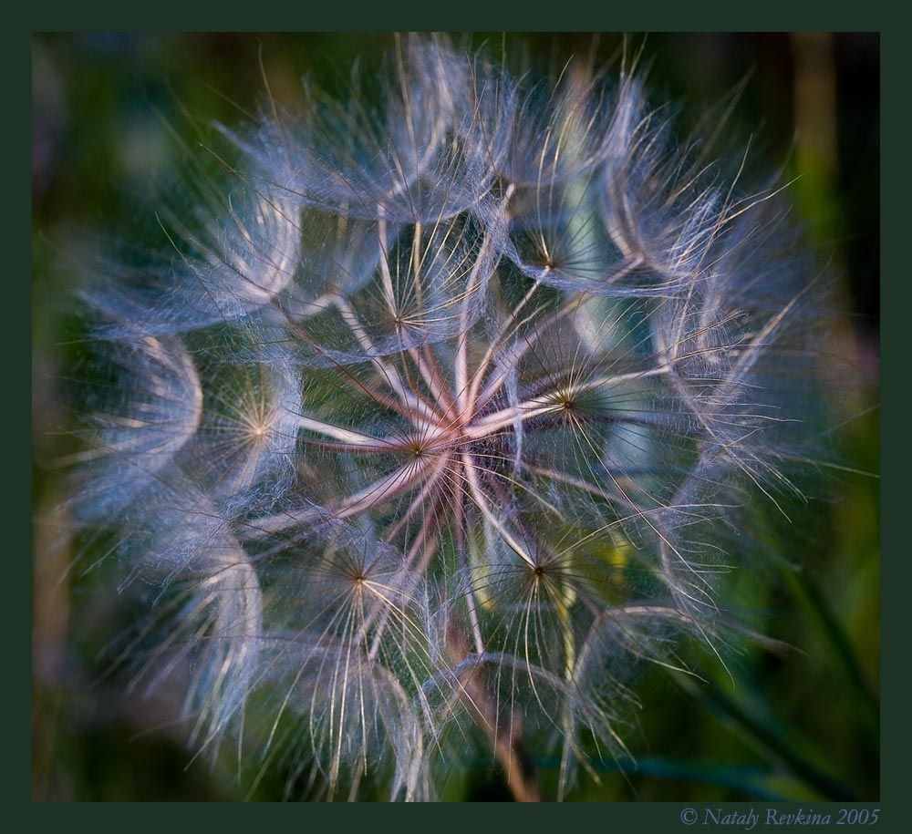 photo "Scintillation of the Moon" tags: nature, macro and close-up, flowers