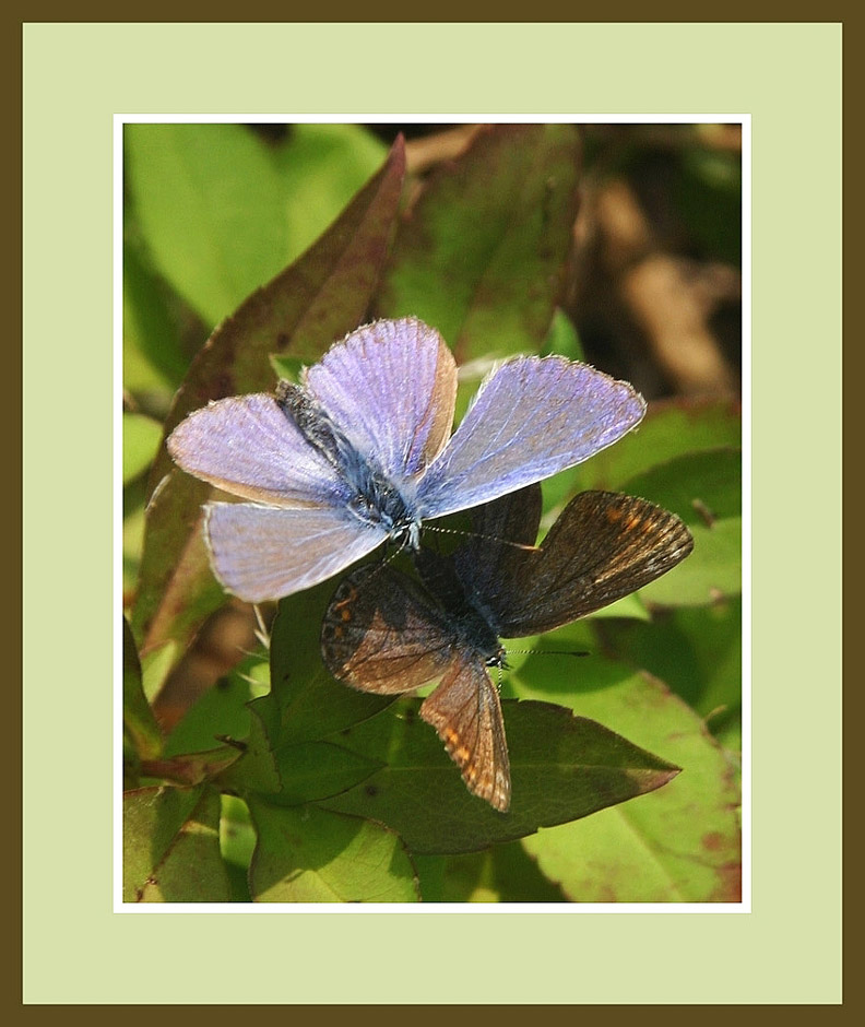 photo "Matinggame" tags: nature, insect