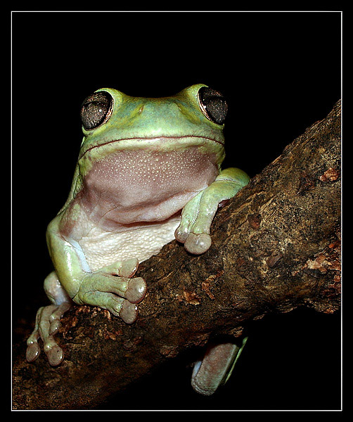 photo "The important dignitary" tags: nature, macro and close-up, wild animals