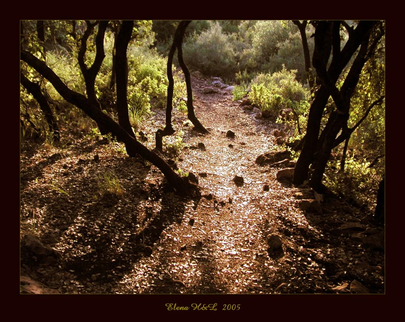 photo "The path" tags: travel, landscape, forest
