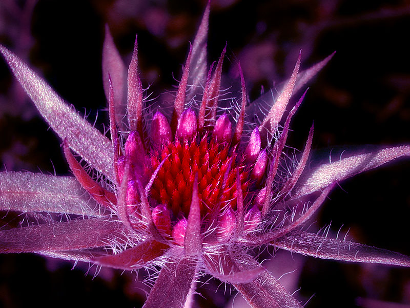 photo "Sunflower decorative" tags: nature, macro and close-up, flowers