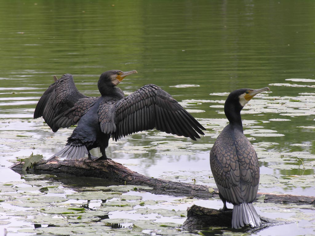photo "Cormorants" tags: nature, travel, Australia, wild animals