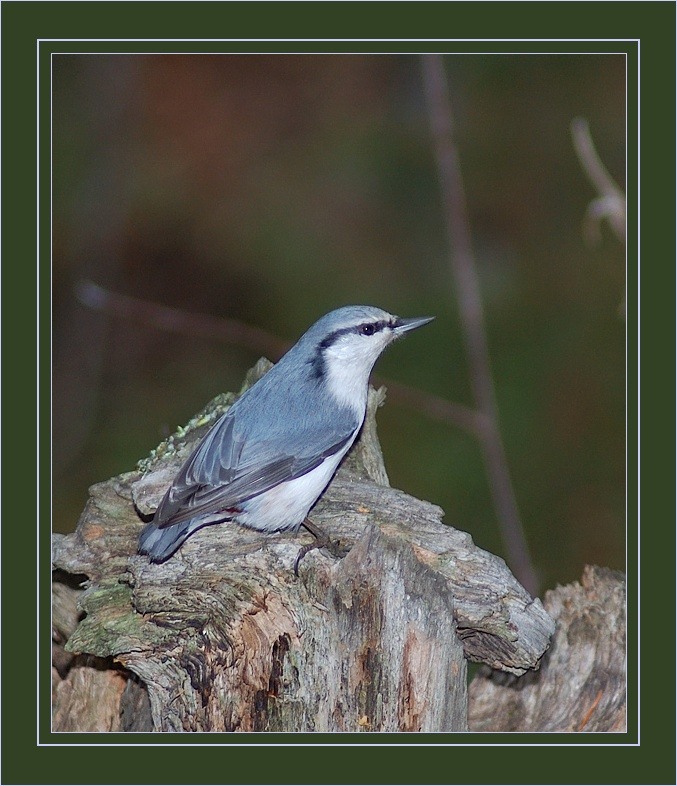 photo "Nuthatch" tags: nature, wild animals