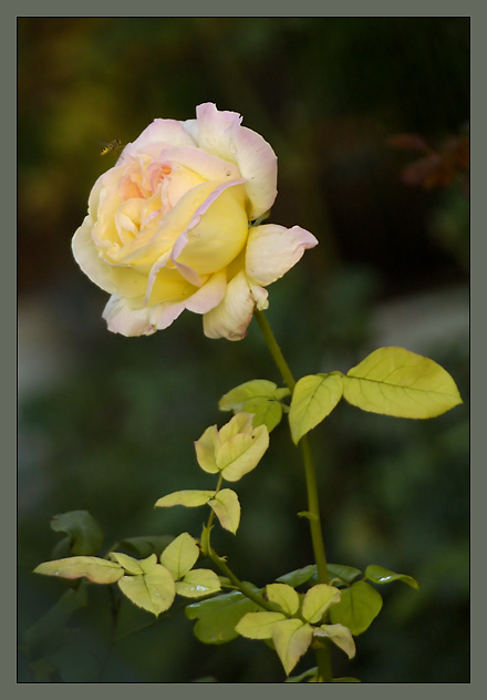 фото "the last rose" метки: природа, цветы