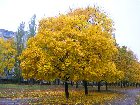 фото "Золотая осень" метки: пейзаж, природа, осень, цветы