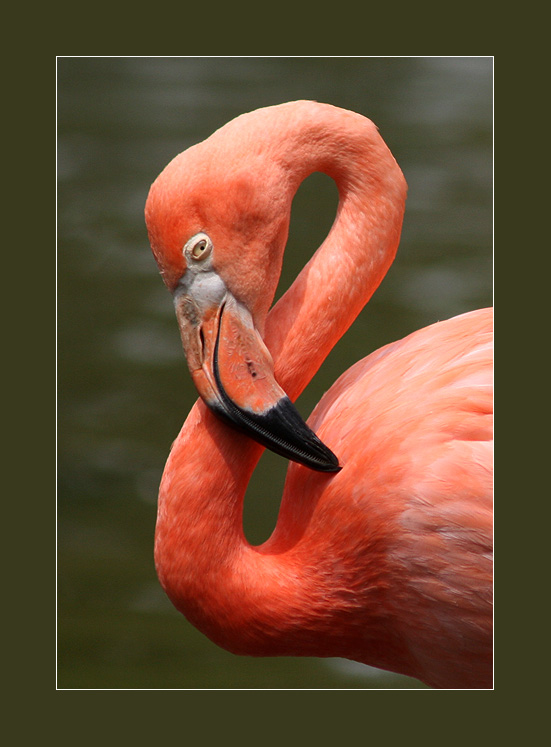 photo "Flamingo" tags: nature, wild animals