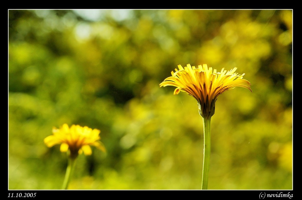 photo "#без названия#" tags: nature, flowers
