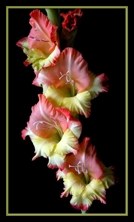 фото "hybrid gladiolus" метки: природа, цветы