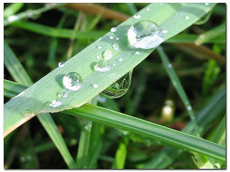 photo "Droplet" tags: nature, macro and close-up, 
