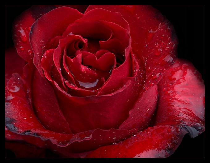 photo "Single Red Rose" tags: nature, flowers