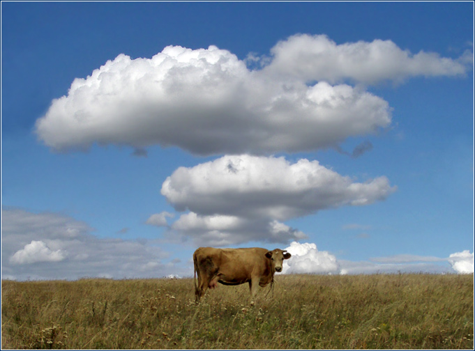 photo "Untitled photo" tags: nature, montage, pets/farm animals