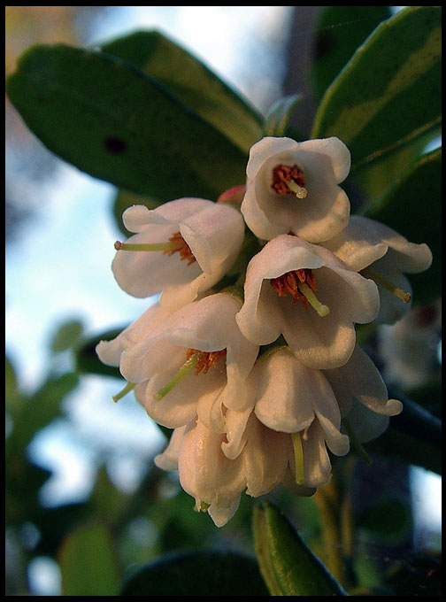 photo "Vacc&#237;nium myrt&#237;llus" tags: nature, macro and close-up, flowers