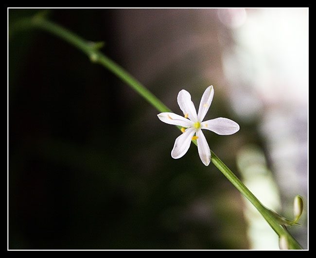 photo "***" tags: macro and close-up, nature, flowers